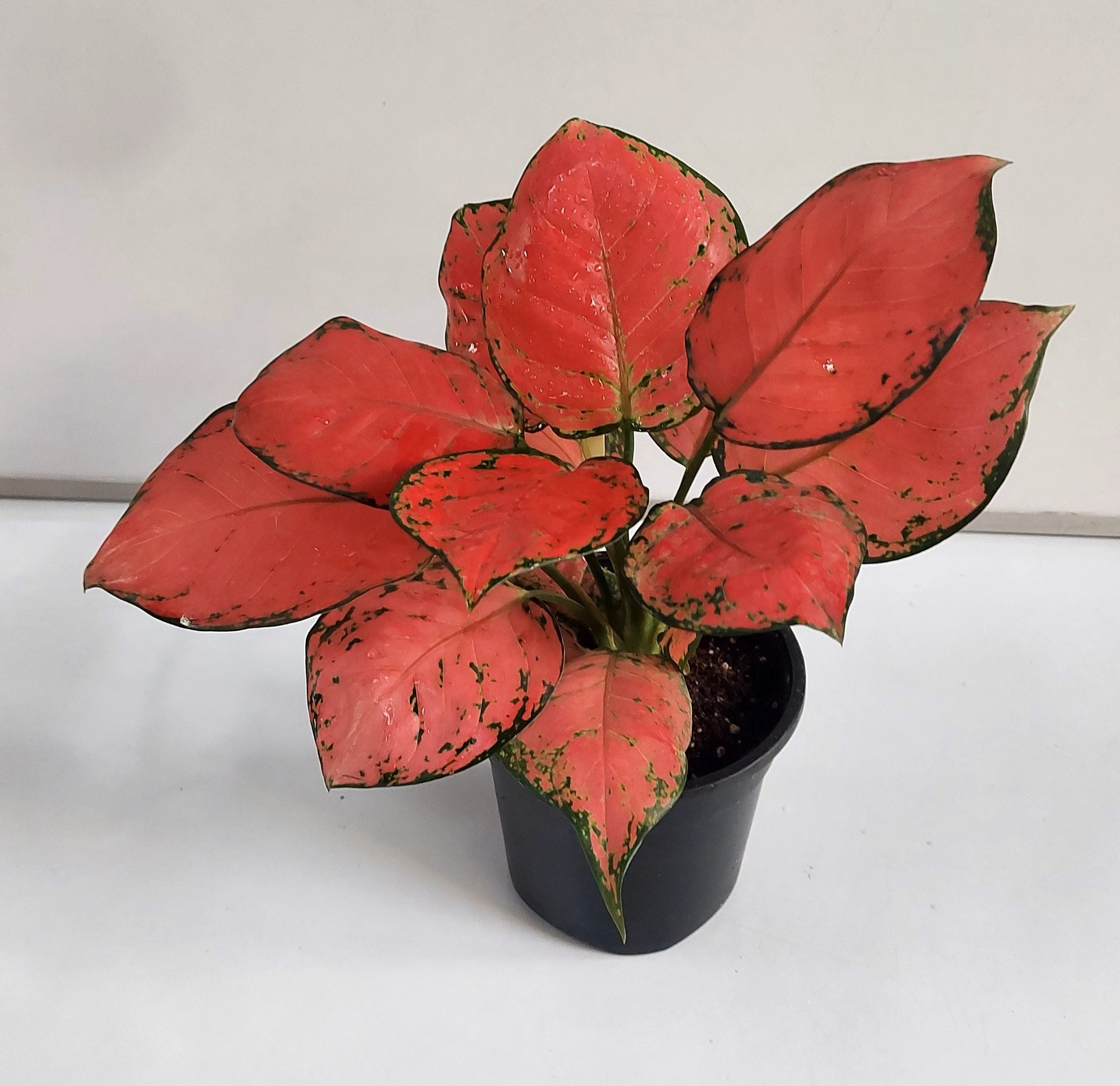 Aglaonema