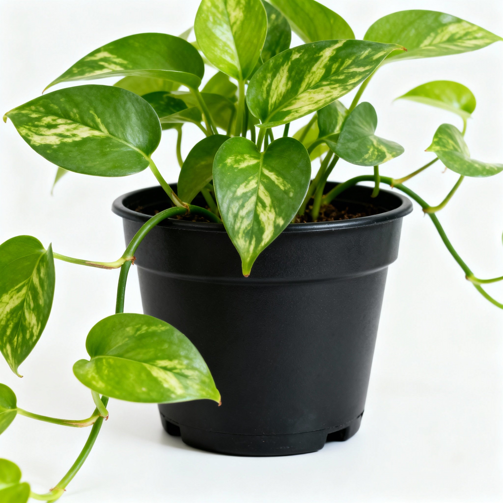 Money Plant